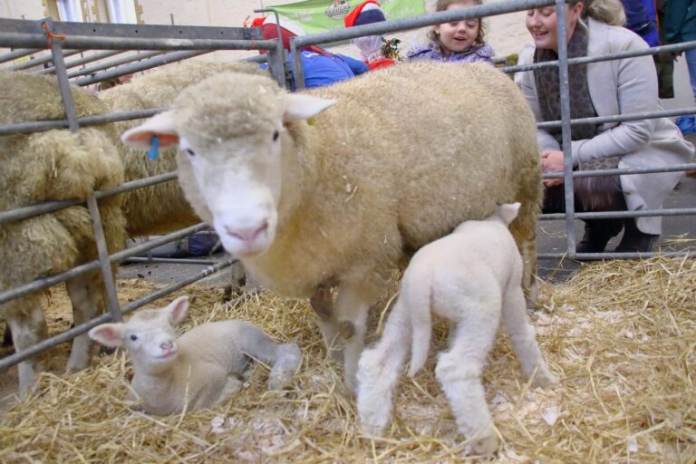 A ewe and lambs with visitors at the 2025 Fatstock Show